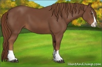 Horse Color:Chestnut Splash 