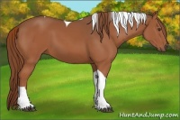 Horse Color:Chestnut Tobiano