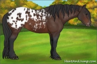 Horse Color:Brown Blanket 