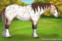 Horse Color:Bay Dun Splash Appaloosa