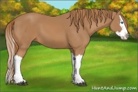 Horse Color:Chestnut Splash 