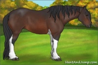 Horse Color:Bay Tobiano