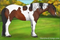 Horse Color:Bay Tobiano