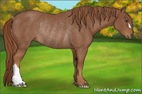 Horse Color:Chestnut Rabicano 