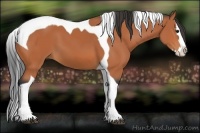 Horse Color:Bay Splash Tobiano
