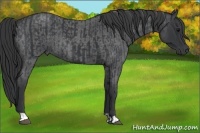 Horse Color:Black  and Blue Roan 