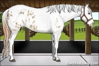 Horse Color:Buckskin Dun Splash Tobiano Varnish 