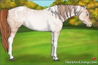 Horse Color:Buckskin Ice Pearl Tobiano