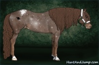 Horse Color:Liver Chestnut Appaloosa 