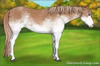 Horse Color:White Spotted Red Roan