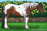 Horse Color:Bay Tobiano 