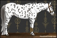 Horse Color:Liver Chestnut Appaloosa 
