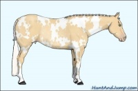 Horse Color:White Spotted Silver Amber Cream Champagne Rabicano 