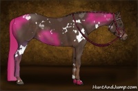 Horse Color:White Spotted Liver Chestnut