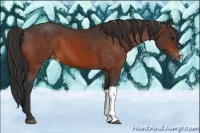 Horse Color:Brown Appaloosa 