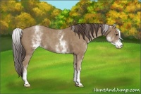 Horse Color:White Spotted Classic Champagne Rabicano 