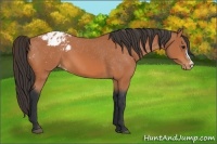 Horse Color:Bay Appaloosa