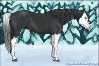 Horse Color:Black Splash