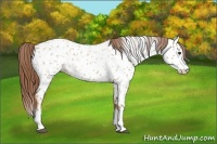 Horse Color:Red Dun Roan Splash Appaloosa Rabicano