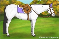 Horse Color:Bay Tobiano Appaloosa 