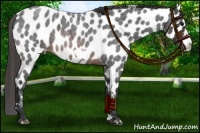 Horse Color:Brown Roan Frame Appaloosa 