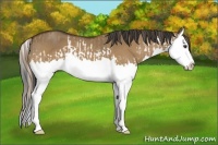 Horse Color:Red Dun Splash  and Bay Dun Splash 