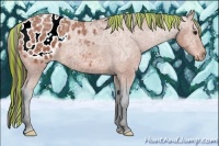 Horse Color:Painted Bay Ice Appaloosa 