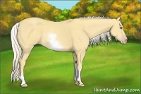 Horse Color:White Spotted Gold Cream Champagne 