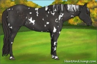 Horse Color:White Spotted Liver Chestnut 