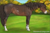 Horse Color:Liver Chestnut Sabino 