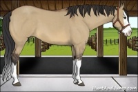 Horse Color:Bay Roan Dun Splash