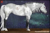 Horse Color:White Spotted Silver Grullo Chinchilla 