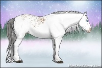 Horse Color:White Spotted Bay Splash Rabicano