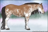 Horse Color:Brown Sabino Splash Rabicano 