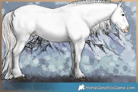 Horse Color:Silver Brown Sabino Splash Appaloosa Rabicano 