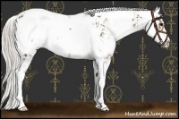 Horse Color:Silver Buckskin Sabino Appaloosa 