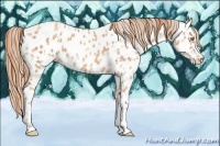Horse Color:Gold Champagne Appaloosa  and Gold Champagne Splash Appaloosa 