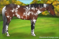 Horse Color:White Spotted Brown 