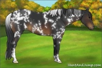 Horse Color:White Spotted Brown 