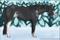 Horse Color:Black Sabino 