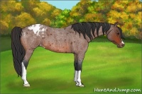 Horse Color:Bay Roan Appaloosa