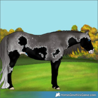 Horse Color:Smoky Black Splash 