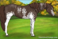 Horse Color:White Spotted Liver Chestnut 