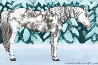 Horse Color:Liver Chestnut Sabino