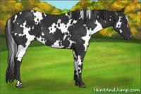 Horse Color:White Spotted Liver Chestnut 