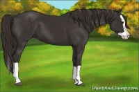Horse Color:Liver Chestnut Splash 