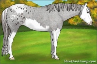 Horse Color:Liver Chestnut Splash Blanket 