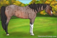 Horse Color:Bay Roan 