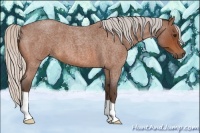 Horse Color:Silver Bay Roan 