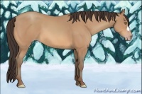 Horse Color:Amber Champagne 